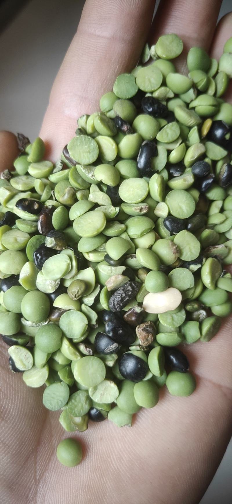 食品青仁黑豆