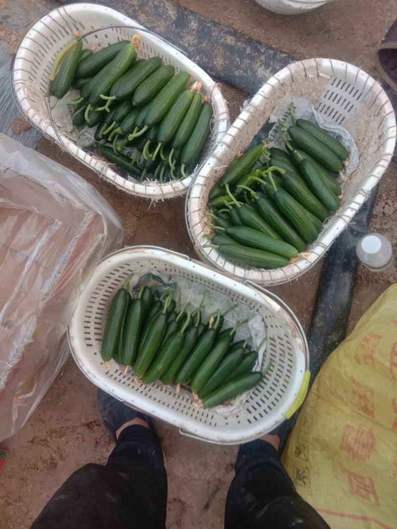 （精品小黄瓜现摘现发）