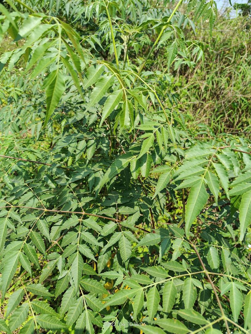 野外苦楝树根苦楝根紫花树花心树根整条生品