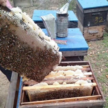 真金不怕火炼好蜜不怕检验龙眼蜜荔枝蜜百花蜜10斤