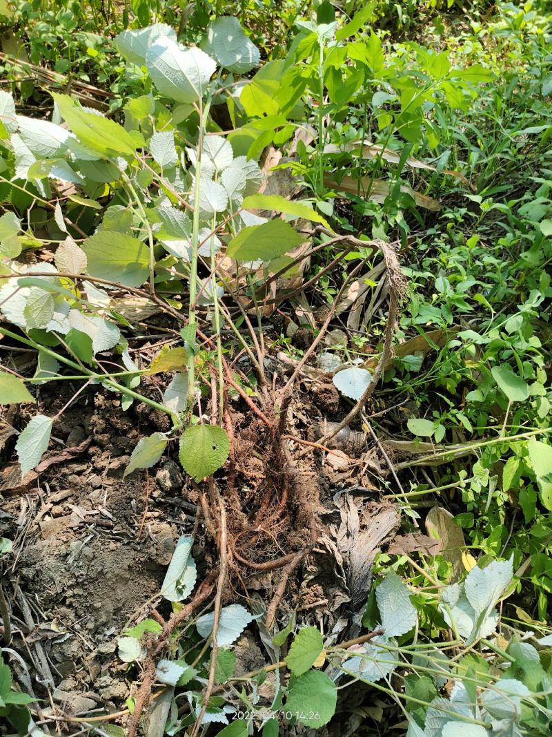 新鲜苎麻根白背苎麻苎麻薯苎麻根薯生品整条