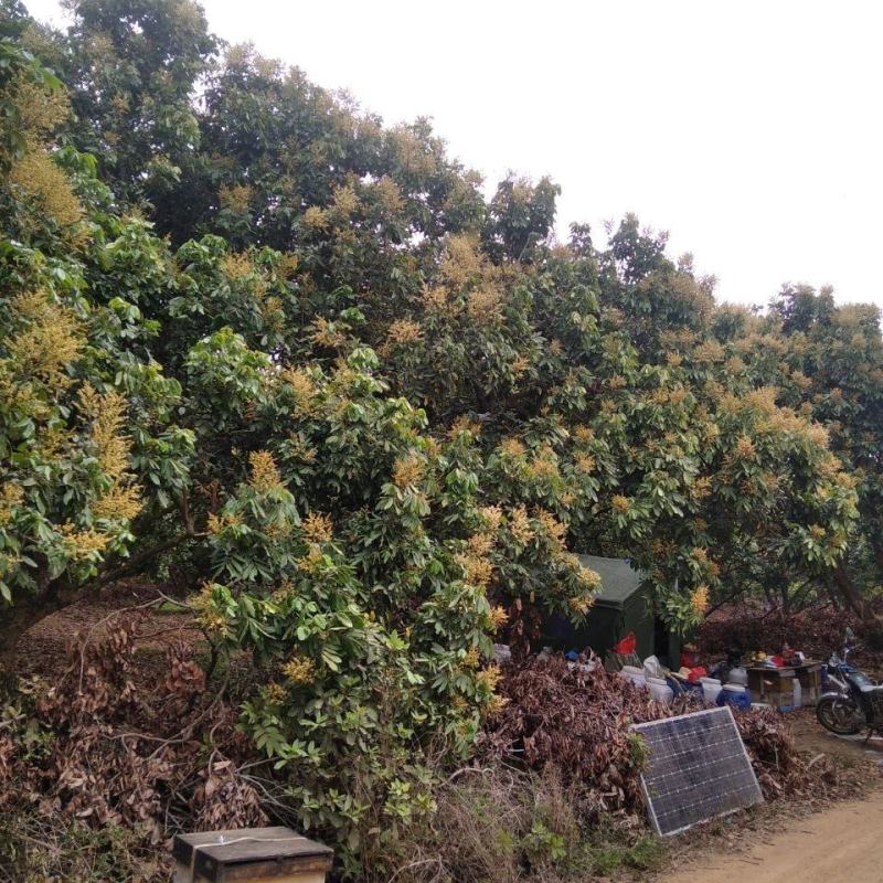 真金不怕火炼好蜜不怕检验龙眼蜜荔枝蜜百花蜜10斤