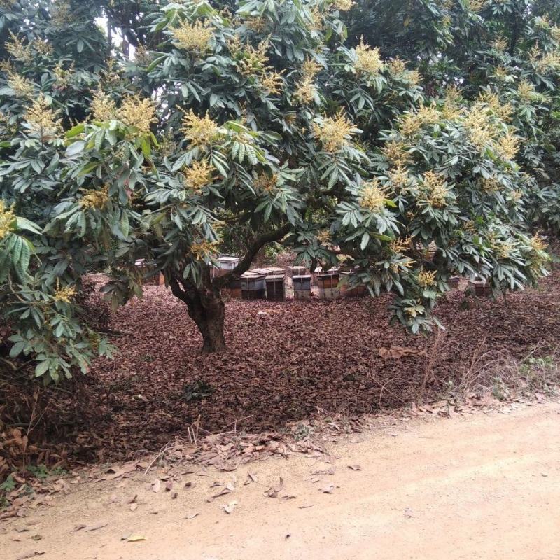 真金不怕火炼好蜜不怕检验龙眼蜜荔枝蜜百花蜜10斤