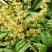真金不怕火炼好蜜不怕检验龙眼蜜荔枝蜜百花蜜10斤