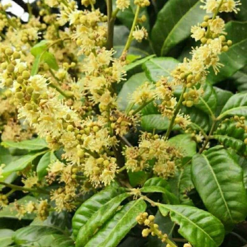 真金不怕火炼好蜜不怕检验龙眼蜜荔枝蜜百花蜜10斤