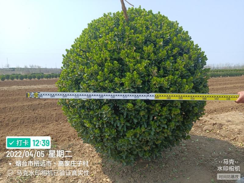 大叶黄杨球山东招远大叶黄杨球冠幅齐全量大质优产地