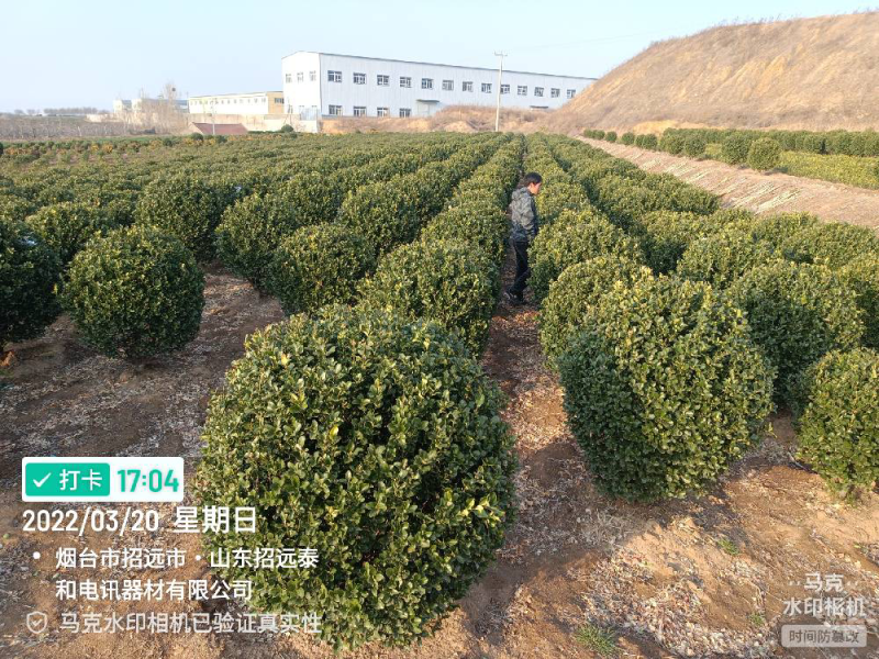 大叶黄杨球山东招远大叶黄杨球冠幅齐全量大质优产地