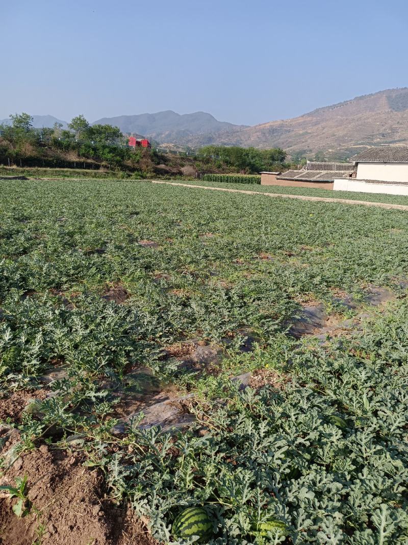 四川省，攀枝花市，盐边县，甜王，脆皮西瓜，马上大量上市