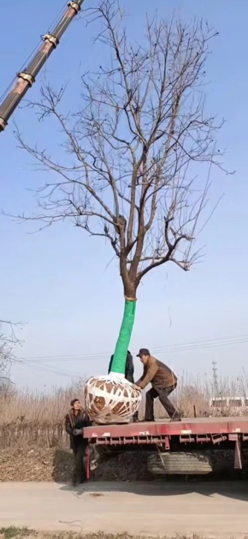 柿子树