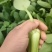 太和县蔬菜基地小油菜菜苔菜心上海青代收代办常年供应实力代