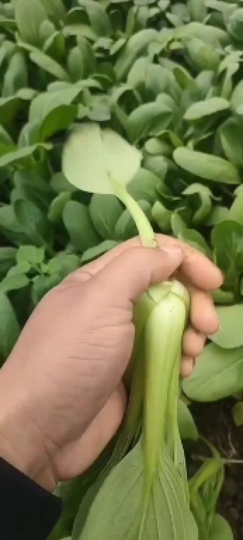 太和县蔬菜基地小油菜菜苔菜心上海青代收代办常年供应实力代