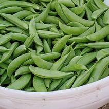 甜豆甜豌豆甜蜜豆精品珍宝豆甜豆荷兰豆珍宝豆甜豆加工货源
