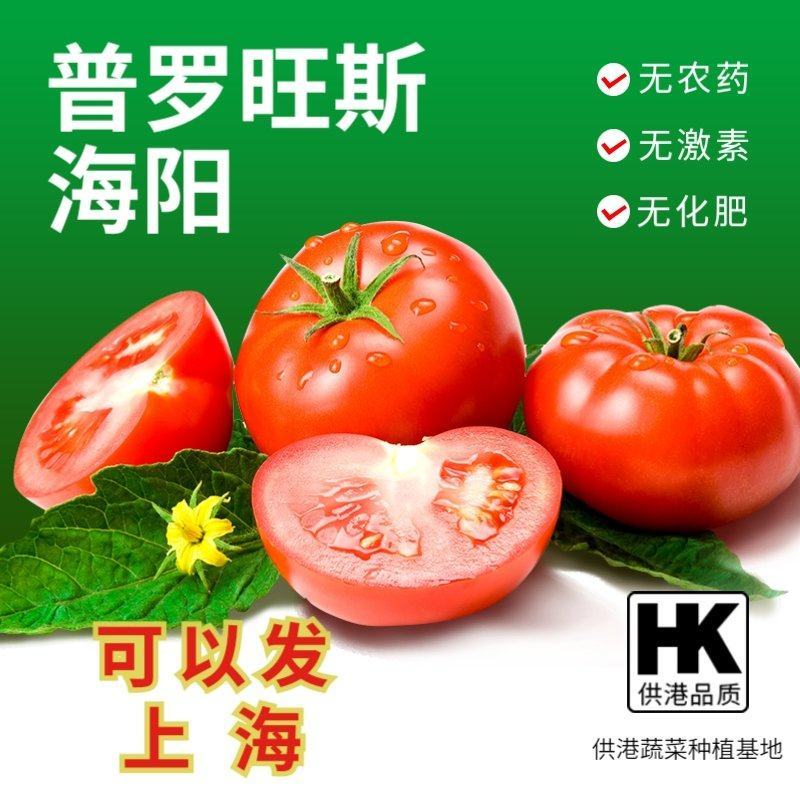 山东海阳普罗旺斯西红柿手提礼盒装！市场社团**！