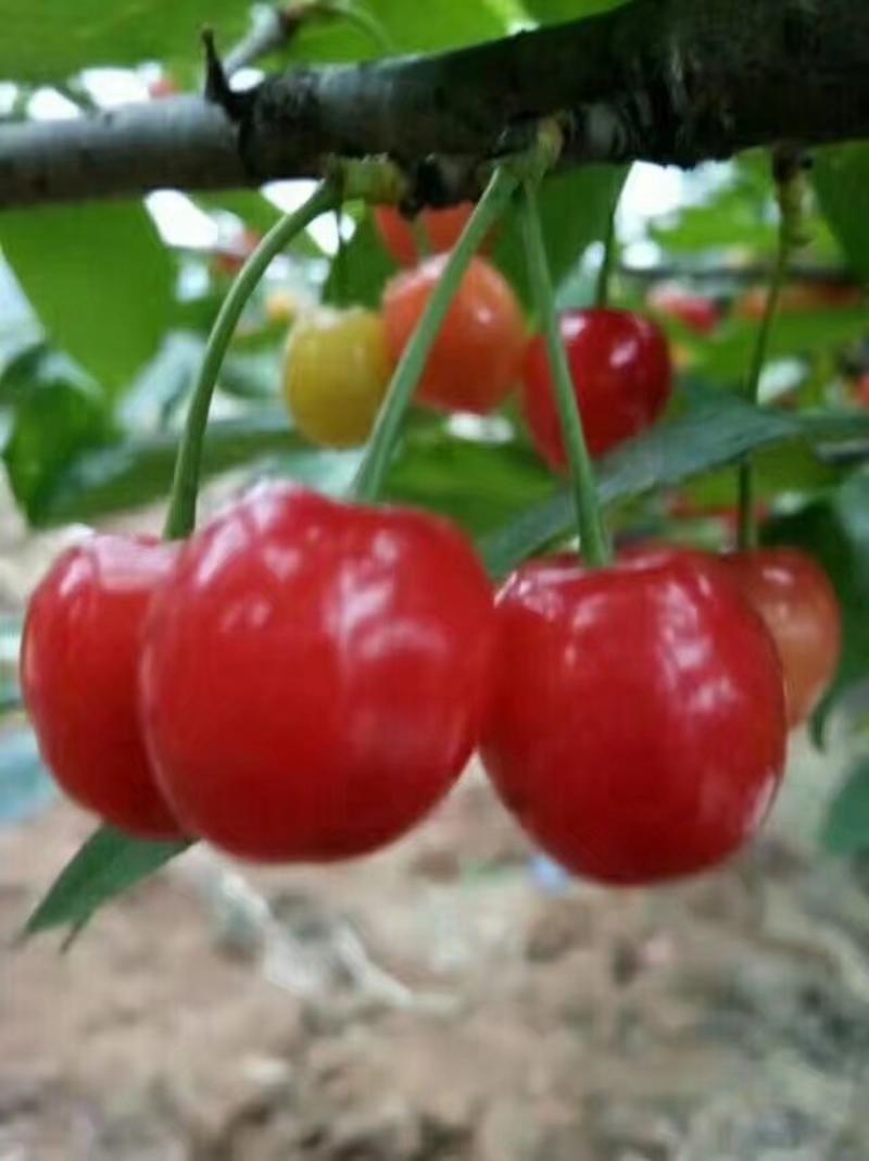 贵州玛瑙红樱桃