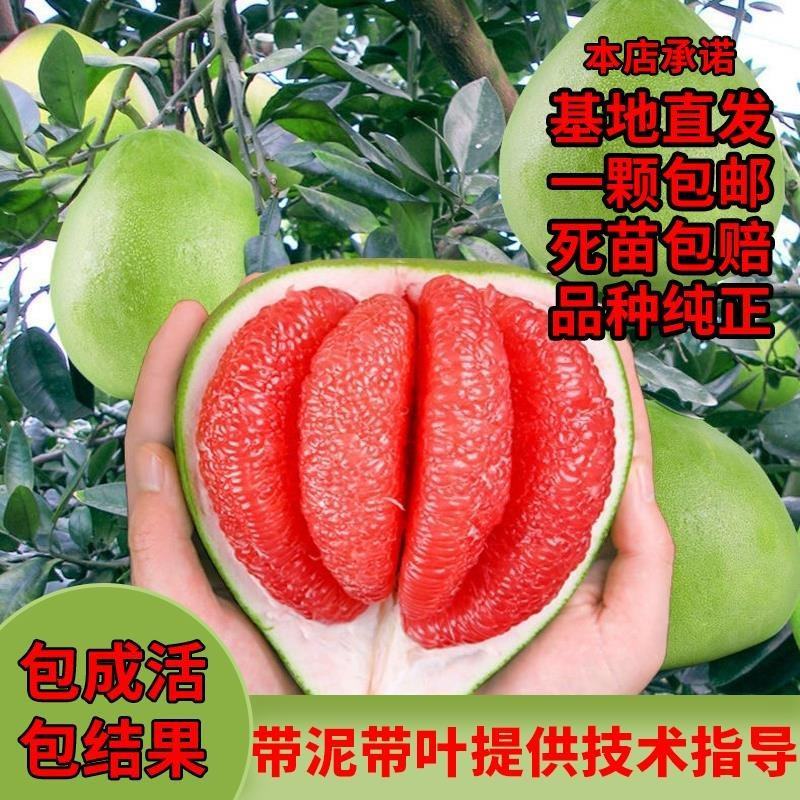 泰国红宝石青柚沙田柚苗成活率高免费技术指导，苗圃基地直供