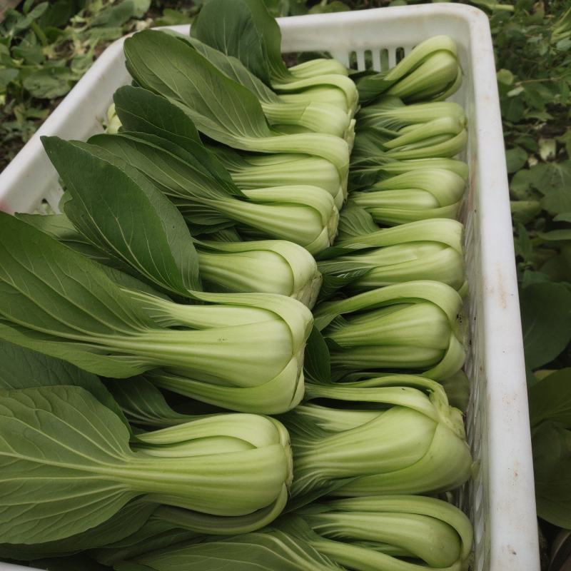 黄瓜青菜生菜鸡毛菜白菜芹菜地头价无中间商赚差价
