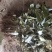 淫羊藿，野生淫羊藿，含量高，质量好，重庆货