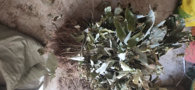 淫羊藿，野生淫羊藿，含量高，质量好，重庆货