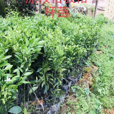 新会柑袋苗小青柑杯苗陈皮柑袋