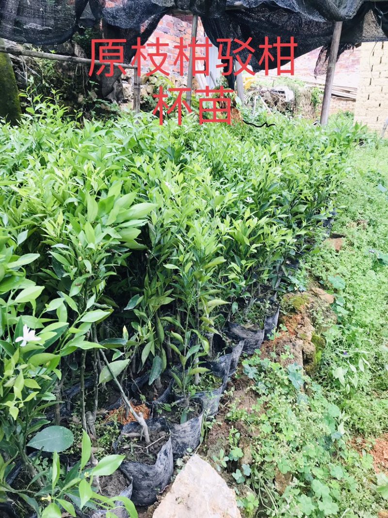 新会柑袋苗小青柑杯苗陈皮柑袋