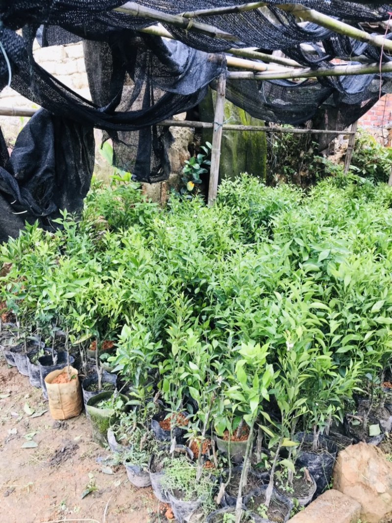 新会柑袋苗小青柑杯苗陈皮柑袋