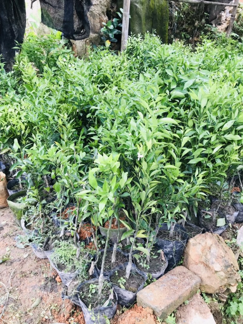 新会柑袋苗小青柑杯苗陈皮柑袋