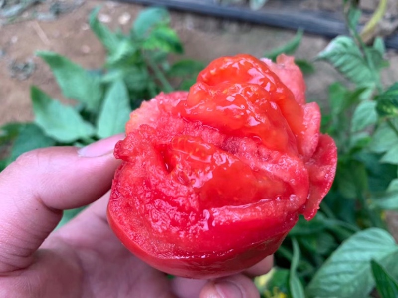 海阳普罗旺斯西红柿，现摘现发，新鲜上市，质量保证
