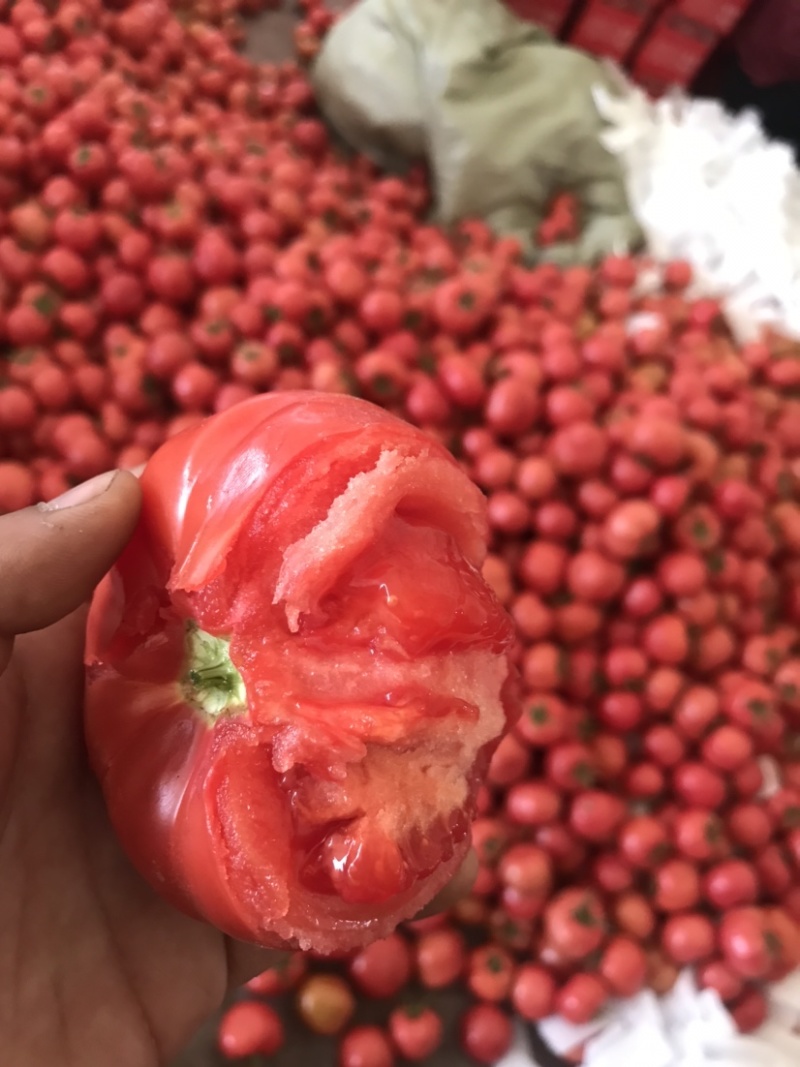 海阳普罗旺斯西红柿，现摘现发，新鲜上市，质量保证