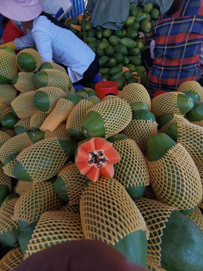 台湾冰糖红肉木瓜，产地直供一手货源，电商平台，社区团购，