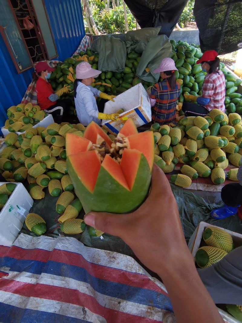 台湾冰糖红肉木瓜，产地直供一手货源，电商平台，社区团购，