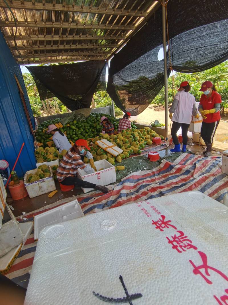 台湾冰糖红肉木瓜，产地直供一手货源，电商平台，社区团购，