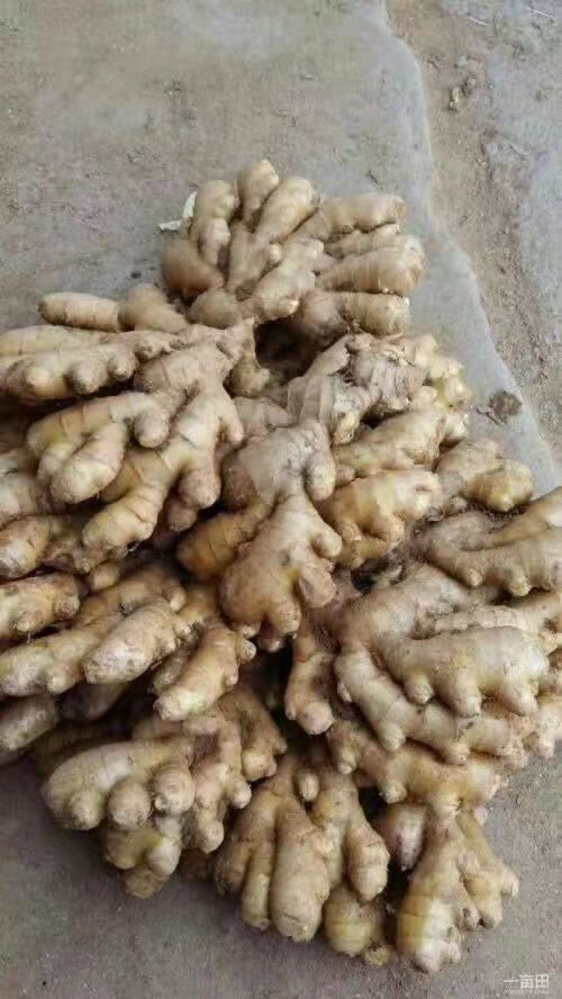 山东生姜产地生姜大量批发供应，长年供应，大黄姜，小黄姜，