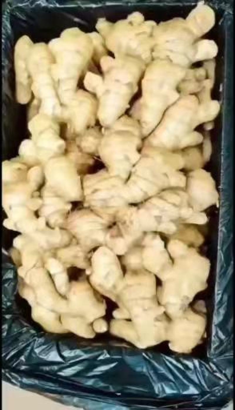 山东生姜产地生姜大量批发供应，长年供应，大黄姜，小黄姜，