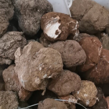 云南鲜茯苓，茯苓鲜个子，现时采挖，无破损。