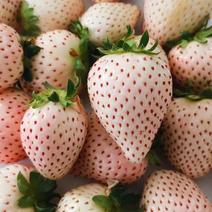 奶油白草莓种子四季草莓种籽大田高产高甜草莓水果种孑水果