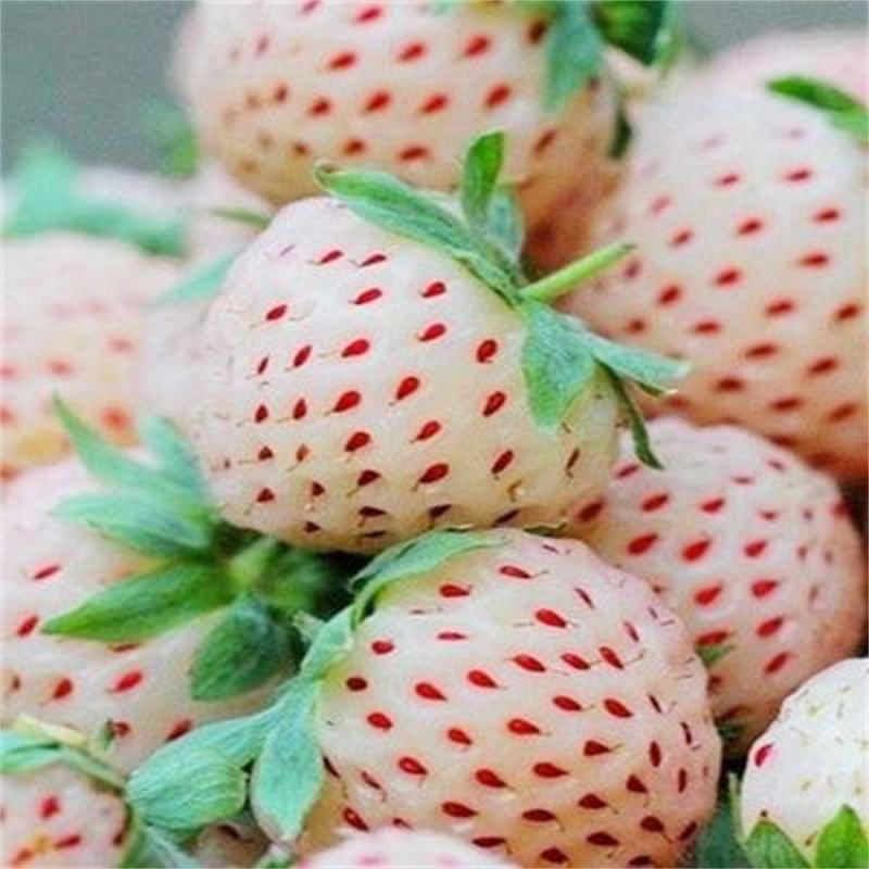 奶油白草莓种子四季草莓种籽大田高产高甜草莓水果种孑水果