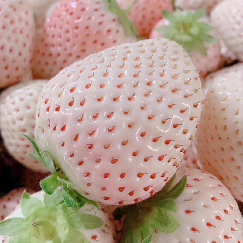 奶油白草莓种子四季草莓种籽大田高产高甜草莓水果种孑水果