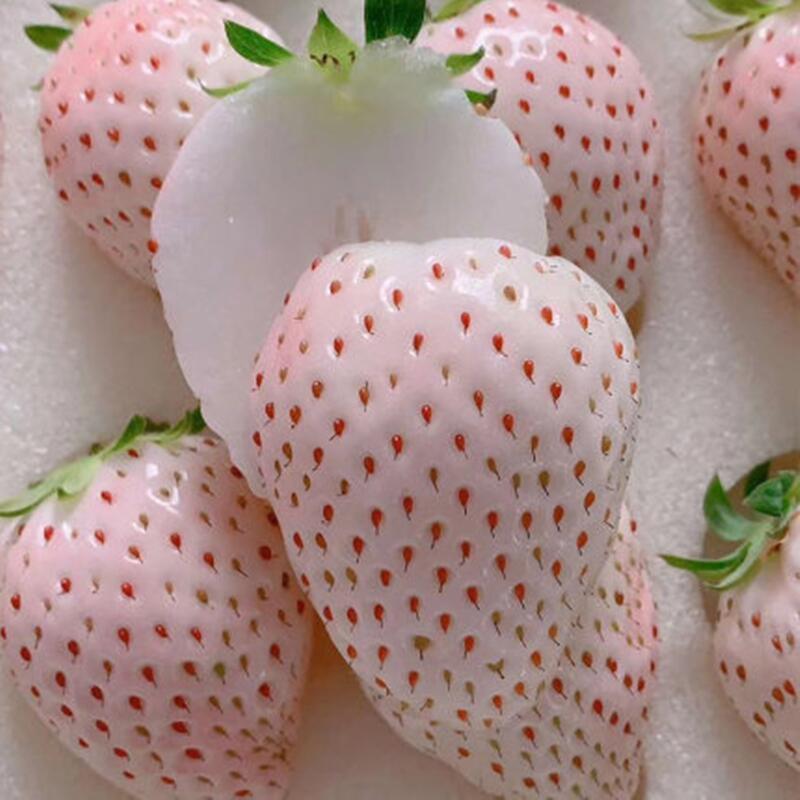 奶油白草莓种子四季草莓种籽大田高产高甜草莓水果种孑水果