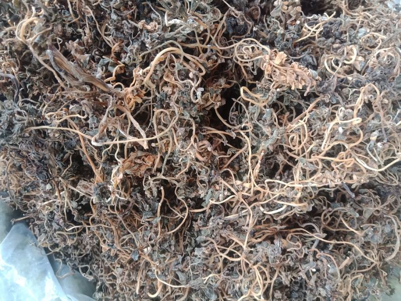 农家马齿苋，乡里野菜，可以吃可以做药材，价格不贵欢迎下单