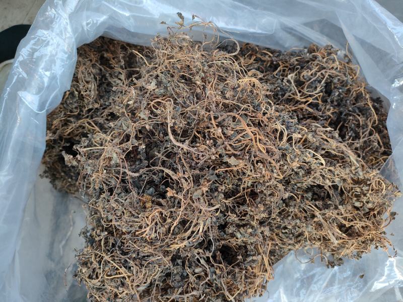 农家马齿苋，乡里野菜，可以吃可以做药材，价格不贵欢迎下单