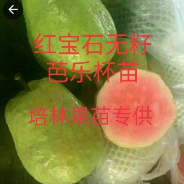 红宝石番石榴