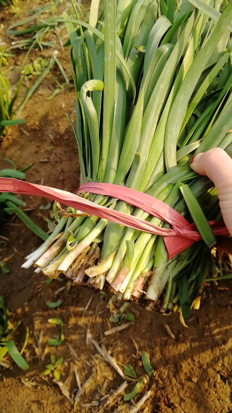 粗根韭菜