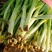 粗根韭菜
