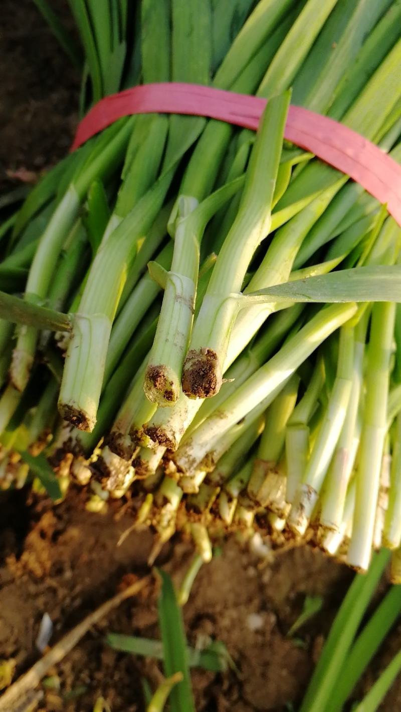 粗根韭菜