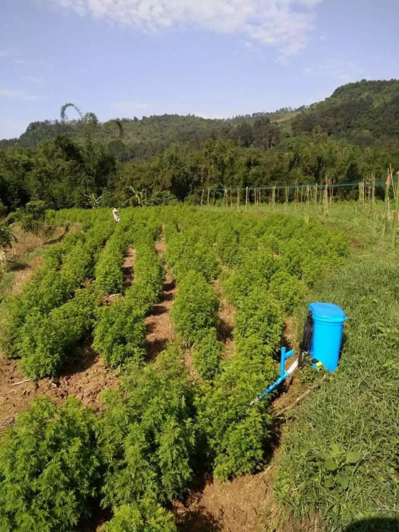 青蒿苗，药用价值，具有较高的药用价值，收取以后可直接入药