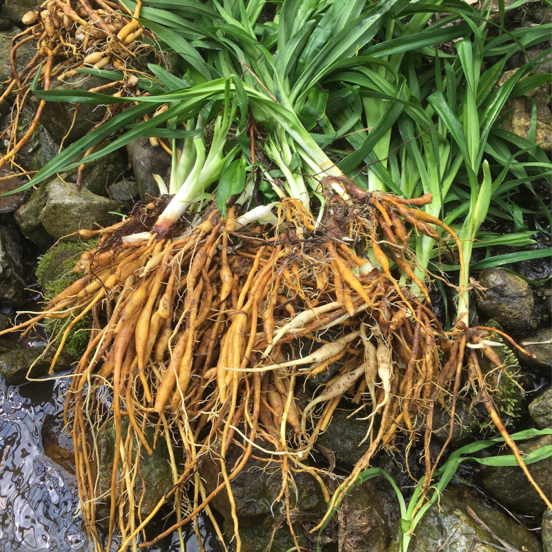 金针花根黄花菜中药根新鲜萱草根