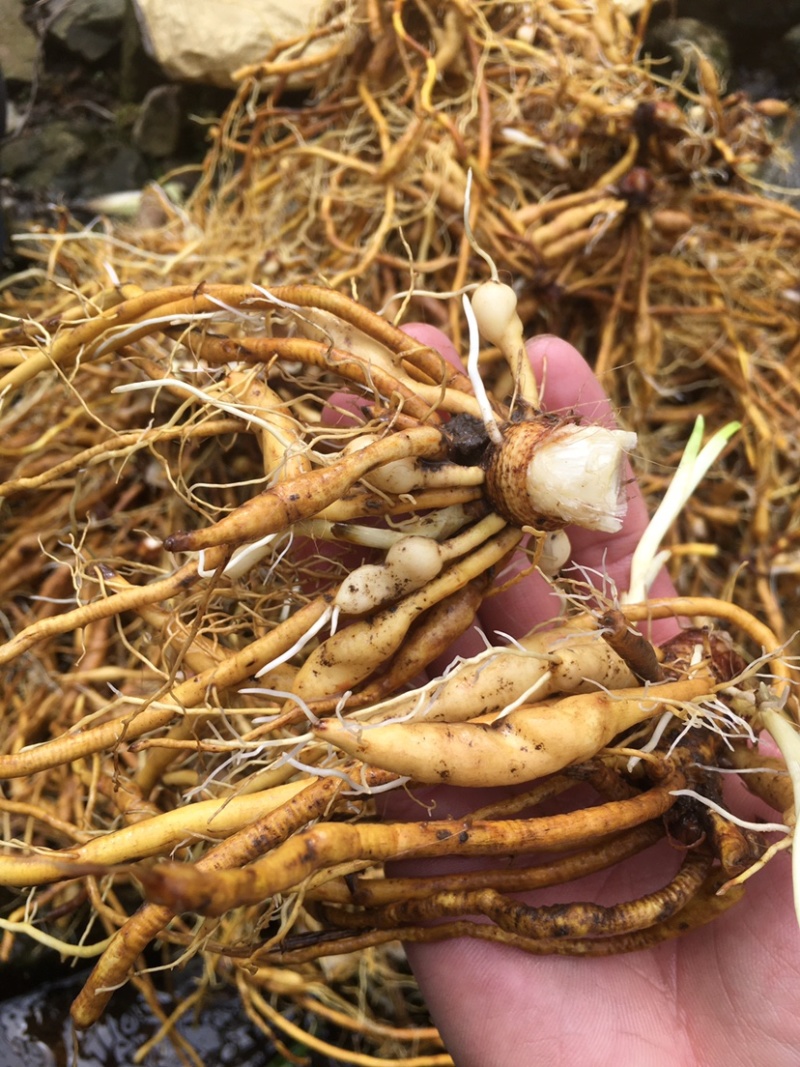 金针花根黄花菜中药根新鲜萱草根