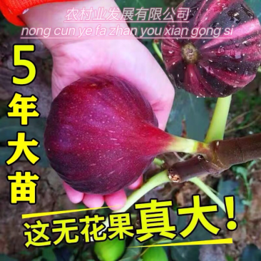 无花果树果苗阳台庭院矮化带土盆栽南方北方特大