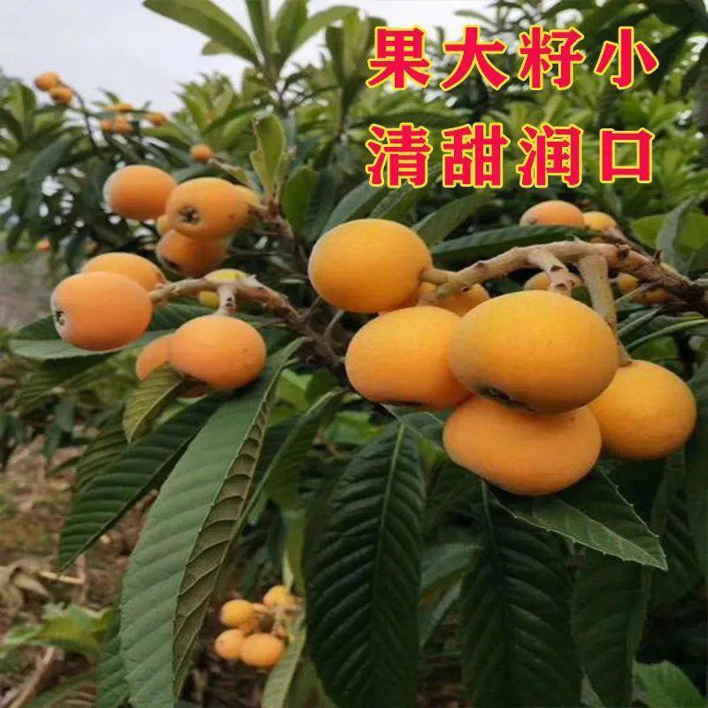 当年新采收枇杷枇杷种子枇杷树种子琵琶种子可嫁果树林