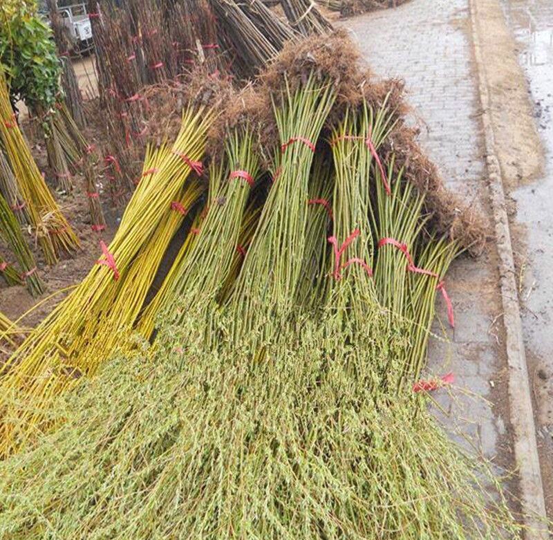 垂柳树苗黄金柳树苗庭院绿化道路行道树金丝垂柳苗